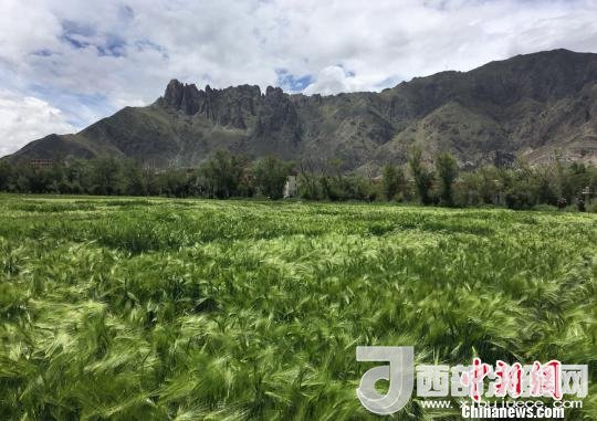 2017年西藏青稞總產(chǎn)量達到79萬噸，占糧食總產(chǎn)量的77%。圖為西藏青稞。　王玉林 攝