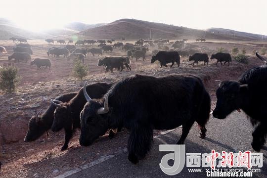 西藏每年存欄約420萬頭牦牛，牦牛產(chǎn)業(yè)發(fā)展是推動西藏畜牧業(yè)可持續(xù)發(fā)展和農(nóng)牧民脫貧致富的重要產(chǎn)業(yè)。圖為西藏牦牛。　孫翔 攝