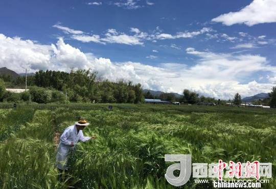 西藏與9家國家重點實驗室合力促青稞增產(chǎn)、牦牛育肥