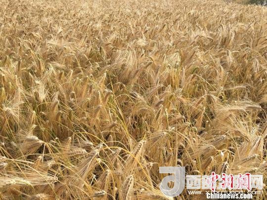 2017年西藏青稞種植面積達210多萬畝，占糧食播種面積的75%。圖為成熟期的青稞?！⊥跤窳?攝