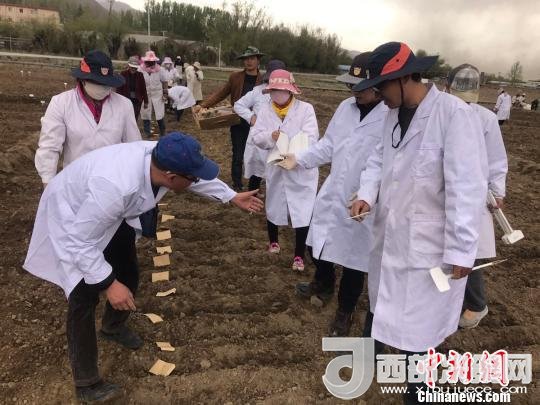 圖為研究員實地調(diào)研青稞生長土壤?！⊥跤窳?攝