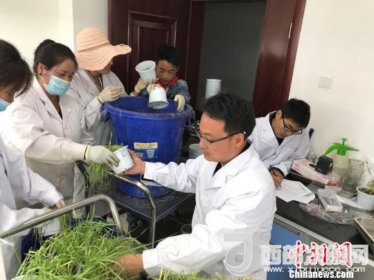 圖為研究員正在調(diào)查青稞感染白粉病情況?！⊥跤窳?攝