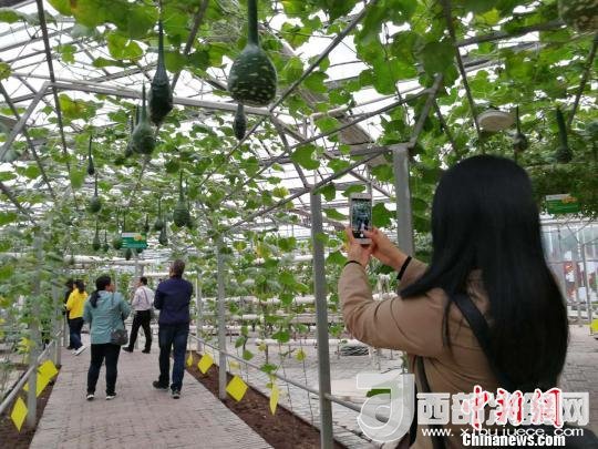 山西省郵政管理局積極推動“一市一品”農特產品進城項目。 資料圖 楊杰英 攝