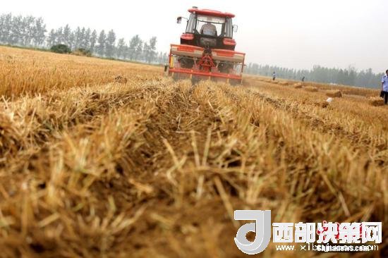 資料圖：收割機進行機械化收割。<a target='_blank'  data-cke-saved- >中新社</a>記者 王中舉 攝