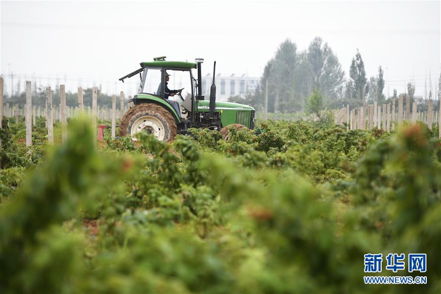 （壯麗70年·奮斗新時(shí)代——共和國發(fā)展成就巡禮·圖文互動(dòng)）（10）生態(tài)美、百姓富——品讀嶄新“寧夏畫卷”