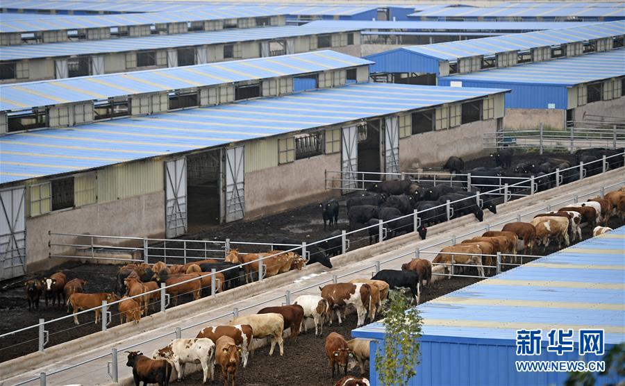 （壯麗70年·奮斗新時(shí)代——共和國發(fā)展成就巡禮·圖文互動(dòng)）（11）生態(tài)美、百姓富——品讀嶄新“寧夏畫卷”