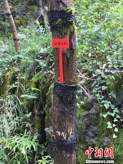 貴州同威生物科技有限公司鐵皮石斛種植?！≈軏?攝