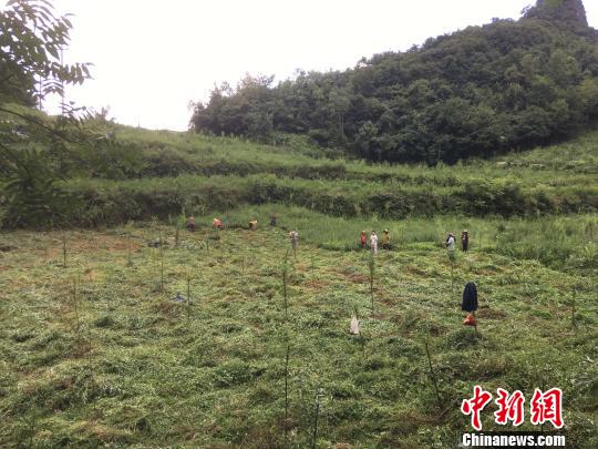 貴州同威生物科技有限公司天麻種植基地?！≈軏?攝