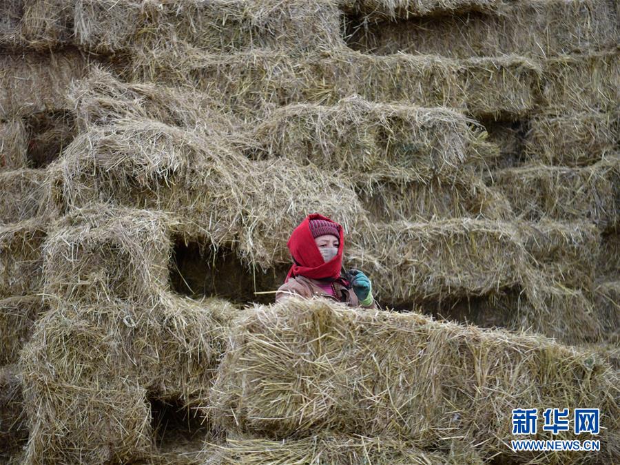 (新華全媒頭條·決戰(zhàn)決勝脫貧攻堅(jiān)·圖文互動(dòng))(10)在青山綠水間跨越千年——青海探索生態(tài)脫貧之路報(bào)告