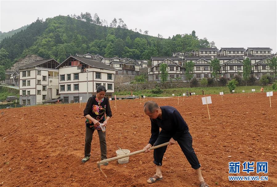(決戰(zhàn)決勝脫貧攻堅·圖文互動)(1)一分菜園穩(wěn)“心遷”