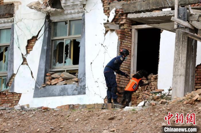 圖為搜救犬進行模擬搜救。青海省應(yīng)急廳