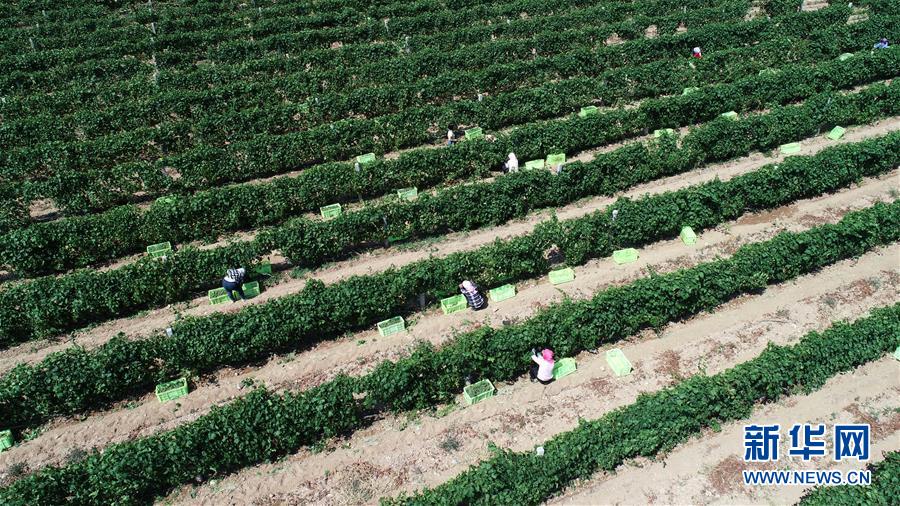 (新華全媒頭條·百萬(wàn)大移民·圖文互動(dòng))(8)從大山深處到大河之畔——寧夏持續(xù)移民百萬(wàn)“拔窮根”啟示